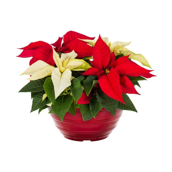 METROLINA GREENHOUSES 1 Gal. 11 in. Christmas Poinsettia Red/White Color Bowl (1-Pack)