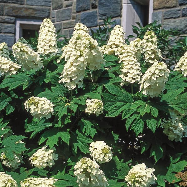 Spring Hill Nurseries Snow Queen Oakleaf Hydrangea Dormant Bare Root Flowering Starter Shrub (1-Pack)