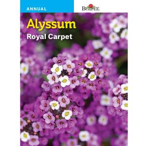 Alyssum Royal Carpet