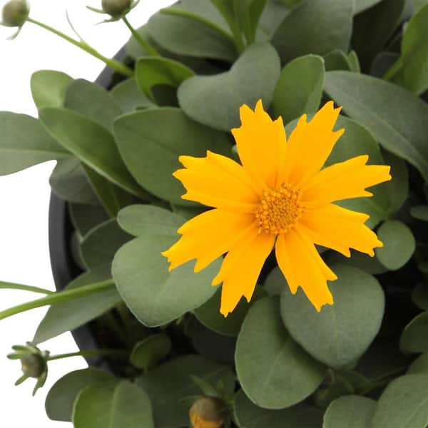 Yellow Coreopsis Jethro Tull (Tickseed) Blooming Outdoor Garden Annual Plant in 2.5 qt. Grower Pot