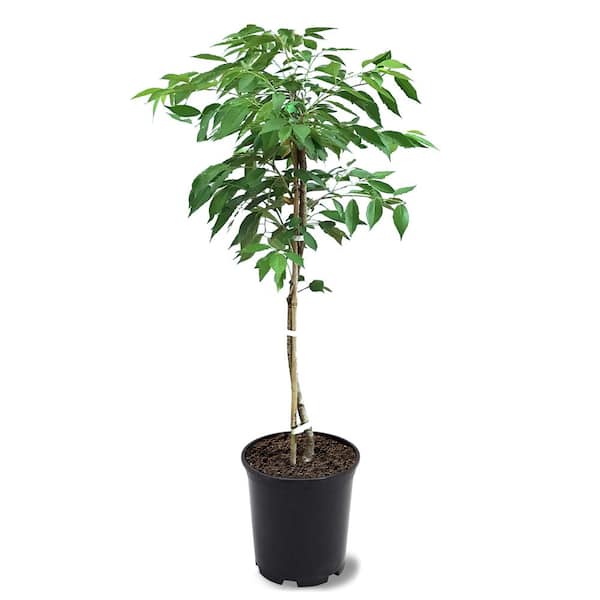 Unbranded 1 Gal. Yoshino Flowering Cherry Tree with Pale Pink/White Blossoms