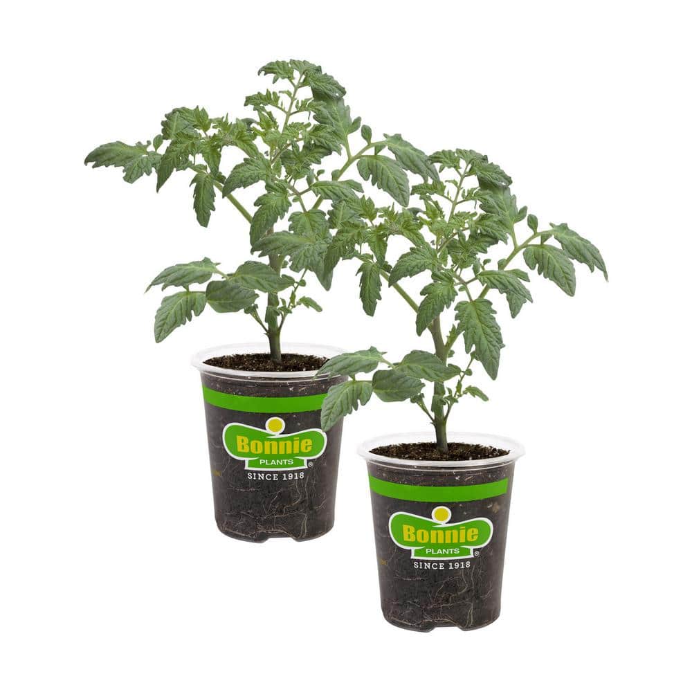 19 oz. Cherokee Purple Heirloom Tomato Plant (2-Pack)