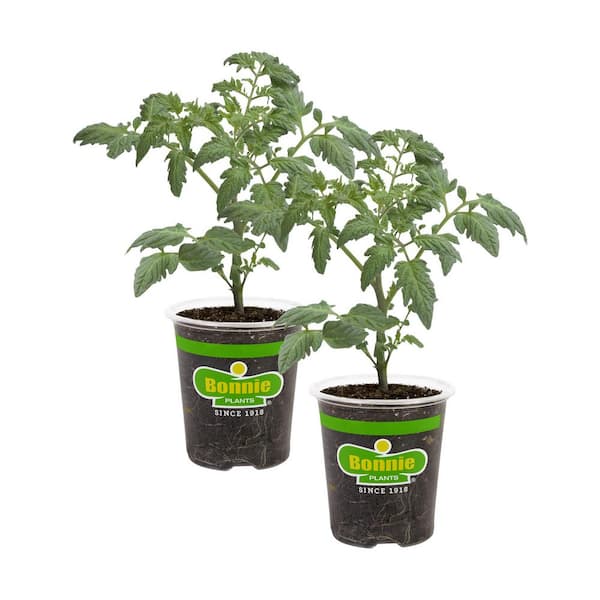 Bonnie Plants 19 oz. Cherokee Purple Heirloom Tomato Plant (2-Pack)