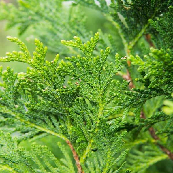 Perfect Plants 1-2 ft. Thuja Green Giant (5-Pack)