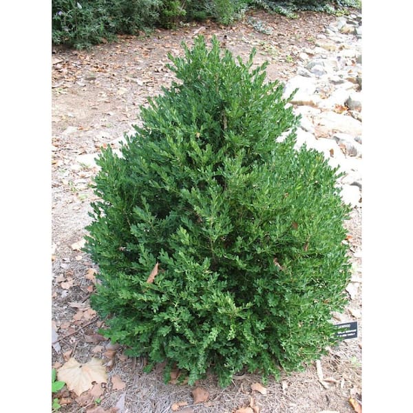 cone green mountain boxwood
