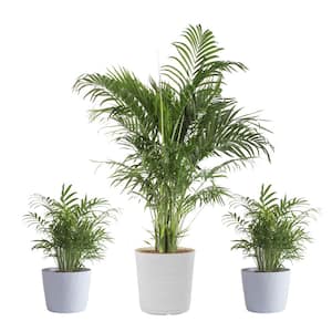 10 in. Cateracterum Palm (Cat Palm) and (2) 6 in. Neanthebella Palm Plant in White Decor Planter, (3 Pack)