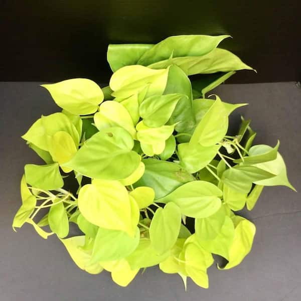 Wekiva Foliage Lemon Philodendron-Live Plant in a 4 Inch Pot-Philodendron  Erubescens-Houseplant-A Rare Tropical Masterpiece LemPhil4x1 - The Home  Depot