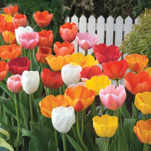 DIRECT GARDENING Mid-Season Spring Flowering Perennial Tulip Mixture ...