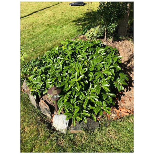 1 gal. Mt. Vernon English Laurel Shrub  Low-Growing Evergreen Groundcover with Glossy Green Foliage