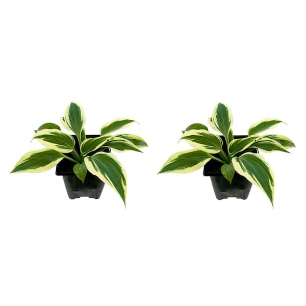 Unbranded Perennial Hosta Firn Line 1.0 qt. (2-Pack)