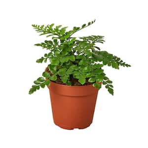 Austral Gem Fern (Asplenium dimorphum x difforme) Plant in 4 in. Grower Pot