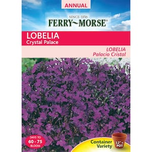 Lobelia Crystal Palace Seed