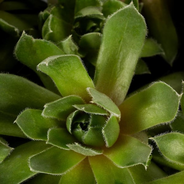 Vigoro 1 PT. Sedum Succulent Ground Cover Plant 68888 - The Home Depot