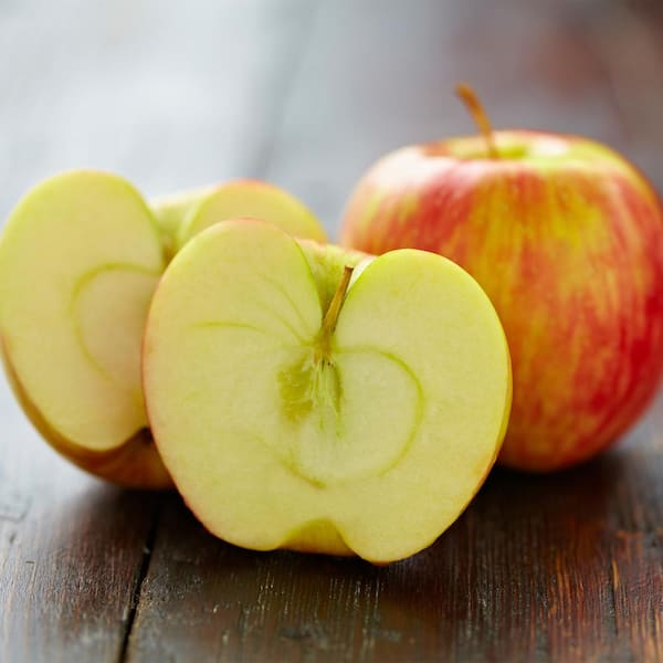 Gurney's Honeycrisp Reachables Apple Malus Red Fruit Live Bareroot Fruiting Tree Deluxe Kit