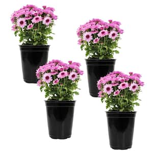 1 qt. Pink Mum Chrysanthemum (4-Pack)
