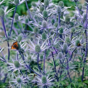 Sea Holly Water Wise Pollinator Roots (5-Set)