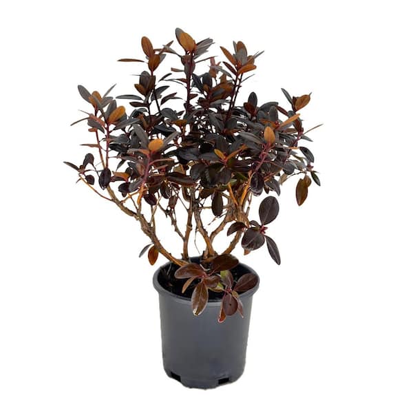 2.5 qt. PJM Elite Rhododendron Evergreen Live Shrub with Dark Foliage / Bright Lavender Pink Flowers in Spring 1-Each