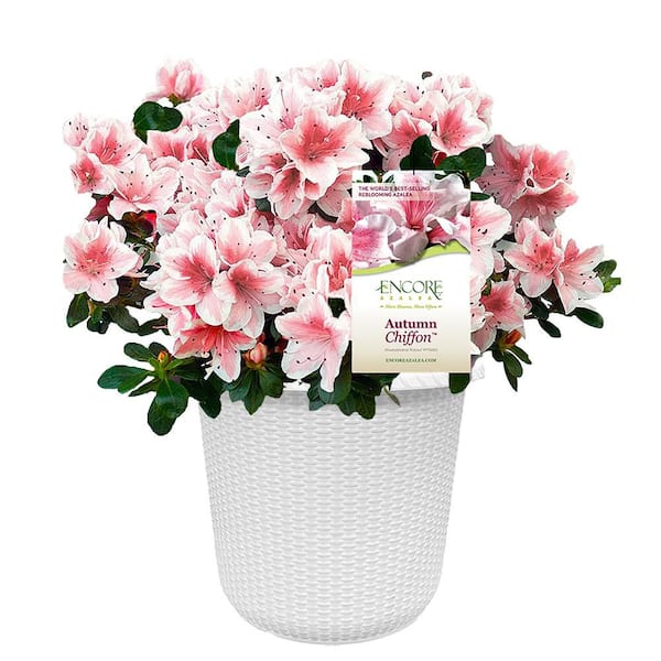 PROVEN WINNERS 2 Gal. Perfecto Mundo Double Pink Reblooming Azalea