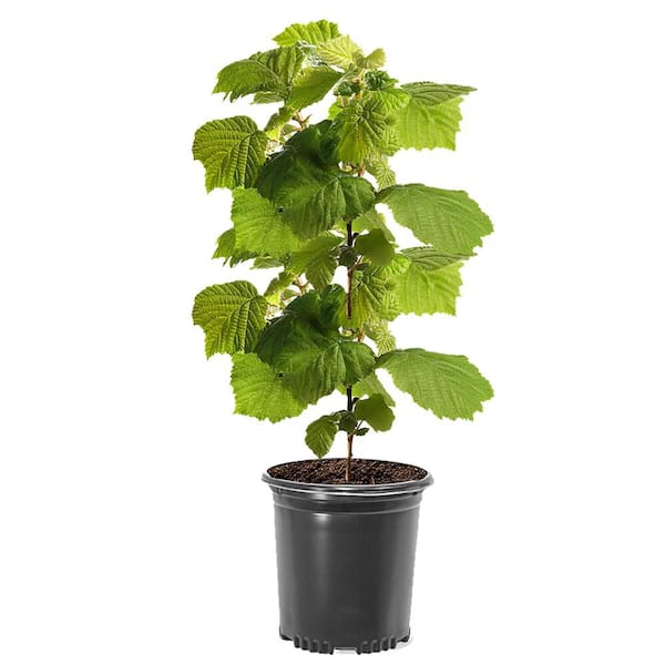1 gal. American Hazelnut Deciduous Nut Tree
