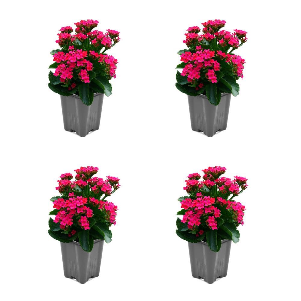 Vigoro 1 Qt. Kalanchoe Lican Pink Live Annual Plant (4-Pack) 2797 - The ...