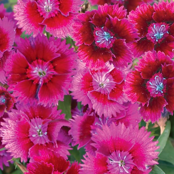 #1 Esmay Pink and Red Dianthus Plant 83728 - The Home Depot