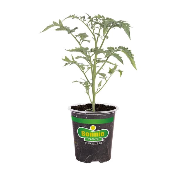19 oz. Early Girl Tomato Vegetable Plant
