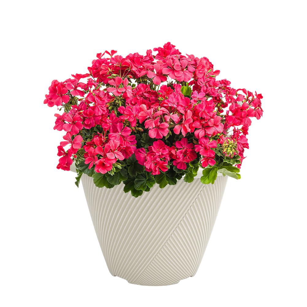 Vigoro Eleanora Medium Cream Plastic Self-Watering Lightweight