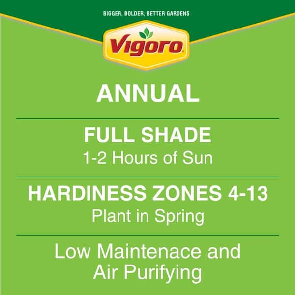 1 Pt. English Ivy Green and Yellow Perennial Plant (6-Pack)