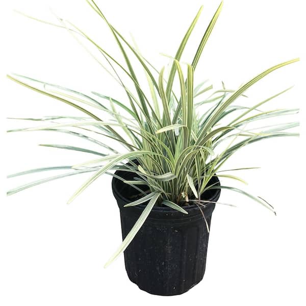 1 gal. Aztec Variegated Lilyturf Liriope Grass Plant