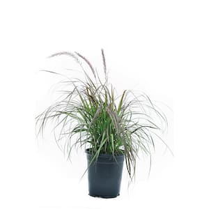 2.5 qt. Perennial Grass Pennisetum Rubrum (4-Pack)