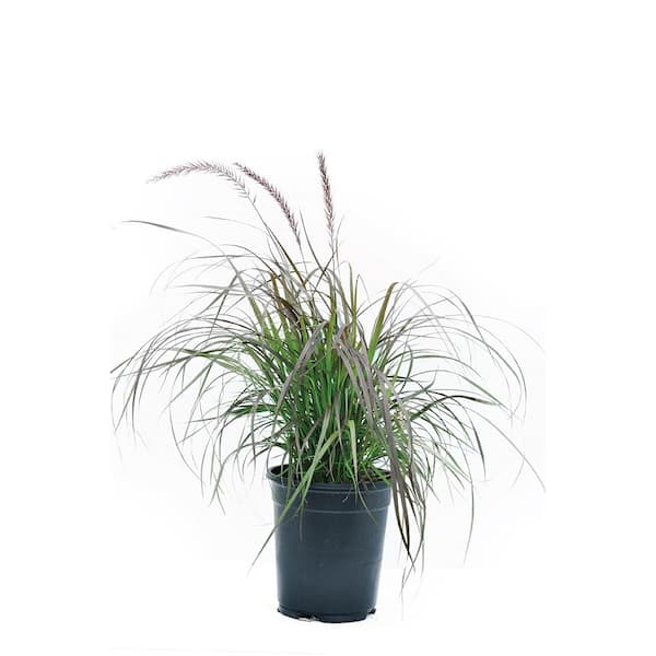 Unbranded 2.5 qt. Perennial Grass Pennisetum Rubrum (4-Pack)