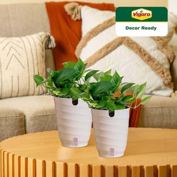 Golden Pothos Indoor Plant in 6 in. White Decor Planter, Average Shipping Height 1-2 ft. Tall (2-Pack)