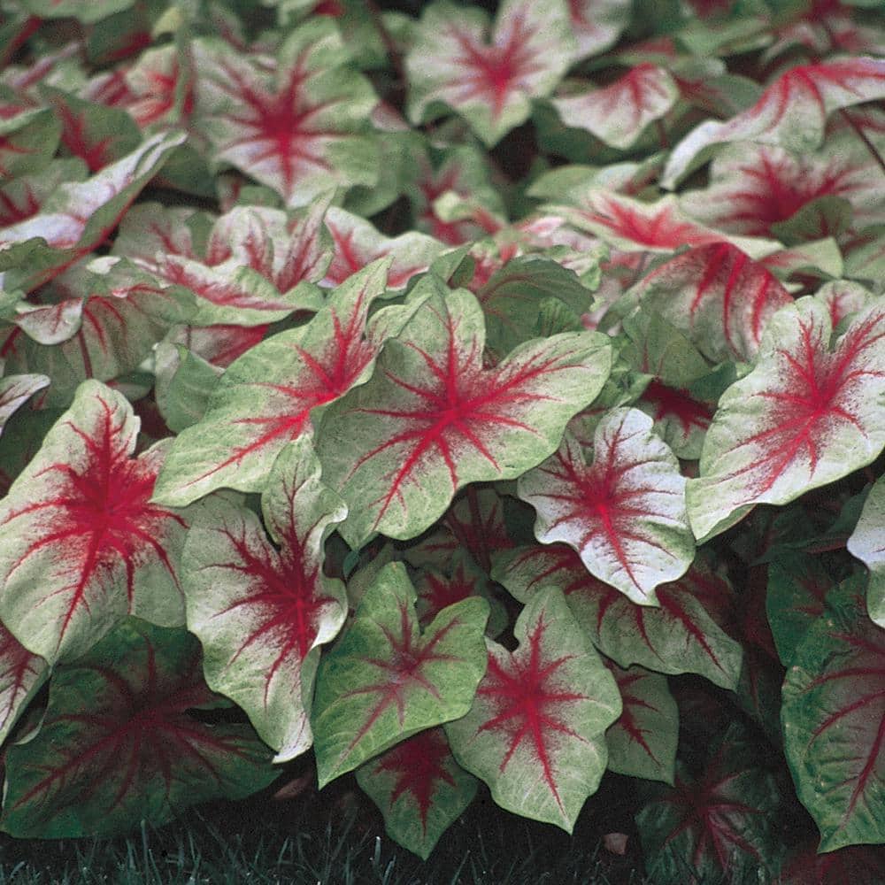 vigoro-annual-flowers-