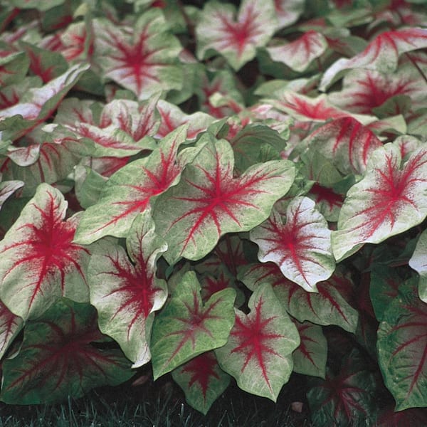Vigoro 1.5 PT Caladium Elephant Ears 'White Queen' Annual Plant
