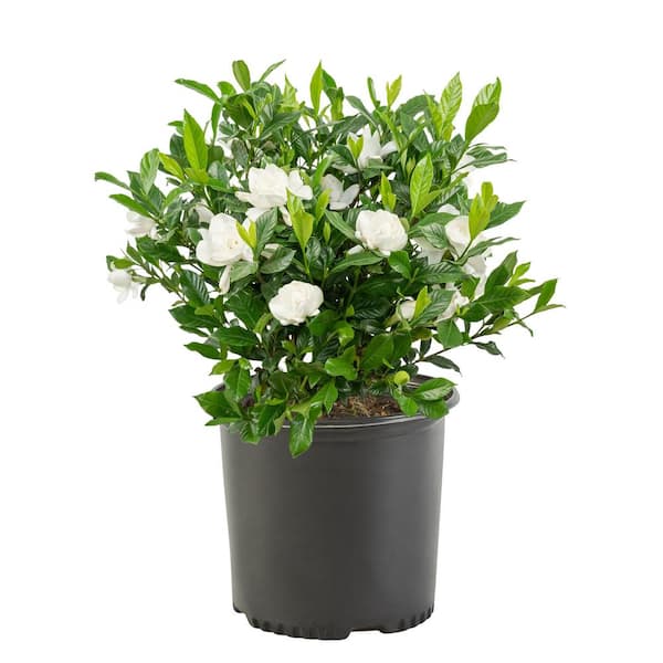 2.25 Gal. August Beauty Gardenia Shrub with Double White Flowers