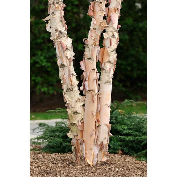 Online Orchards 3 ft. River Birch Tree