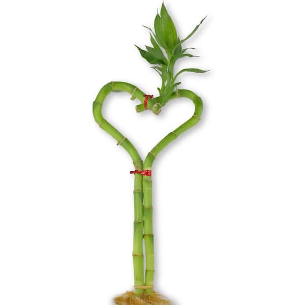 Wekiva Foliage Lucky Indoor Bamboo Heart-Live Plant-Ships Bare Root-10 in. Tall Heart Shaped Stalk-Feng-Shui Houseplants