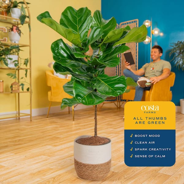 Costa Farms Ficus Lyrata Fiddle Leaf Fig Indoor Plant in 10 in