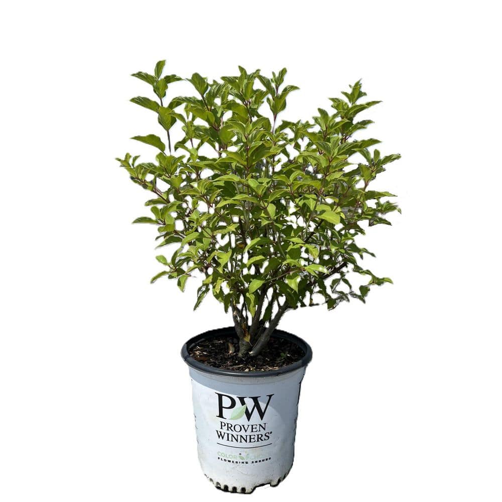 2 Gal. Puffer Fish Hydrangea (Hydrangea paniculata) Live Flowering Plant with Pure White Flowers Maturing to Lime Green price history on PriceWatchPro