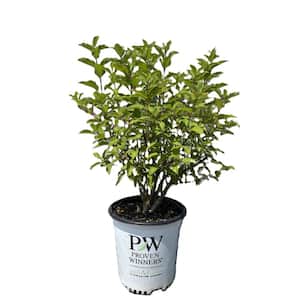 2 Gal. Puffer Fish Hydrangea (Hydrangea paniculata) Live Flowering Plant with Pure White Flowers Maturing to Lime Green