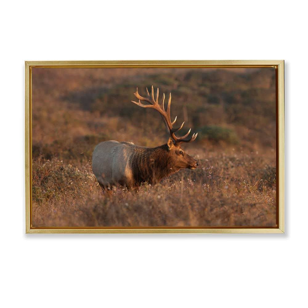 Roaming Elk Photography by Crystal Lynn Collins Gold Floater Frame Nature Graphic Art Print 17 in. x 25 in. price history on PriceWatchPro