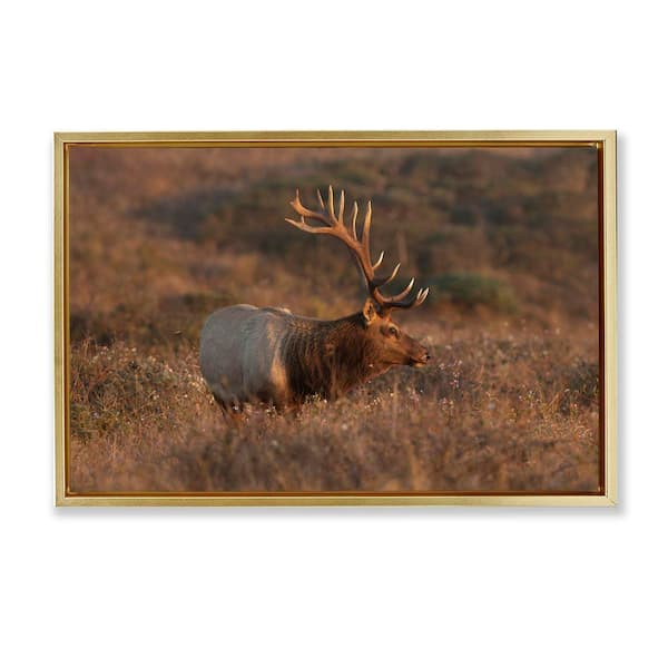 Stupell Industries Roaming Elk Photography by Crystal Lynn Collins Gold Floater Frame Nature Graphic Art Print 21 in. x 31 in.
