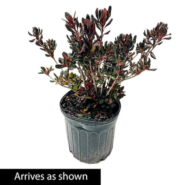 Gardens Alive! 1 Gal. Pot, PJM Elite Star Rhododendron Shrub Potted  Broadleaf Evergreen Plant (1-Pack) 94340 - The Home Depot