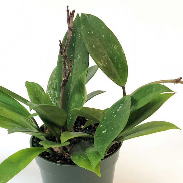 4 in. Hoya Pubicalyx Green Plant in Grower Container (3-Pack)