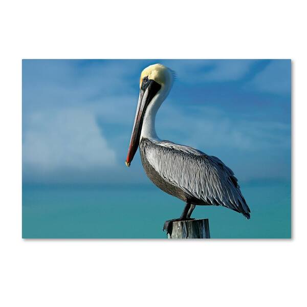 Trademark Fine Art Pelican by Mike Jones Photo Hidden Frame Animal 16 ...