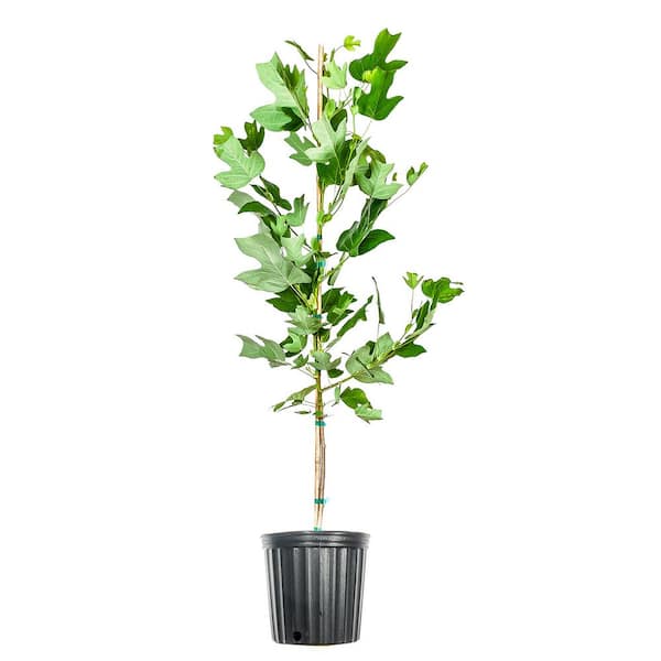 Perfect Plants 5 ft.-6 ft. Tall Tulip Poplar Tree in Growers Pot, Unique Foliage and Summer Blooms