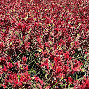 #5 Container  Red Kangaroo Paw Plant