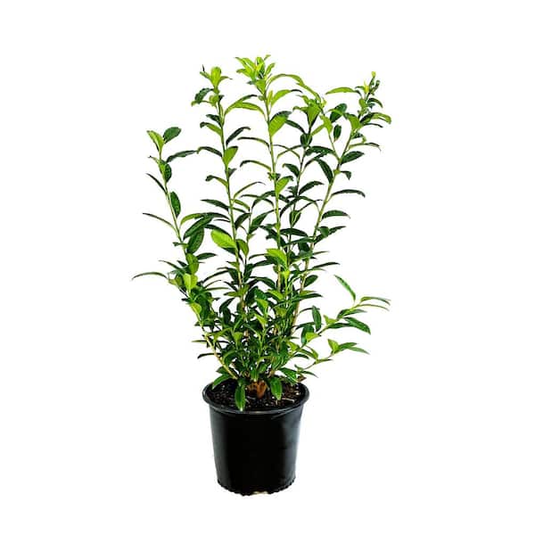 Unbranded 2.25 Gal. Chestnut Hill Cherry Laurel Live Shrub with Fragrant White Flower Spikes