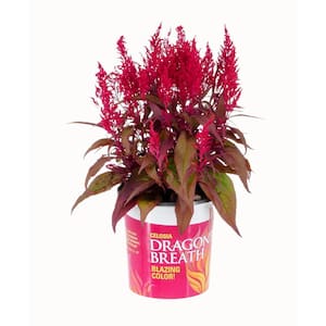 2.5 Qt. Vigoro Red Celosia Dragon's Breath Annual Plant