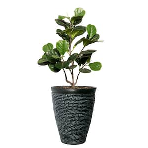 37 in. High Artificial Fig Tree With Fiberstone Planter